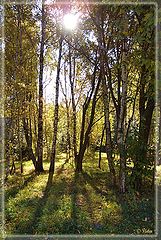 фото "Золотая осень. Солнечное утро."