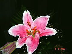 photo "Beauty in the Dark"
