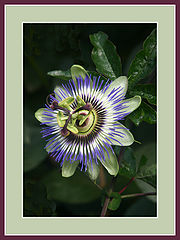 photo "Passiflor Caerulea"