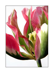 photo "Tulip"