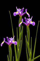 photo "iris blu"