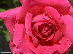 photo "After the rain II"