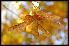 фото "Autumn"