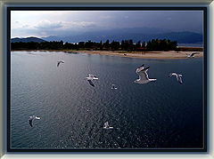 фото "fly"