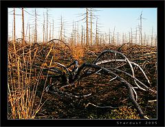 photo "A Spider"