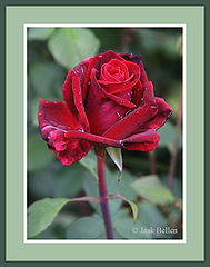 photo "Rosa Mildred Scheel"