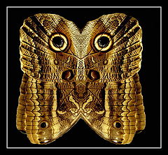фото "Owl or Butterfly?"