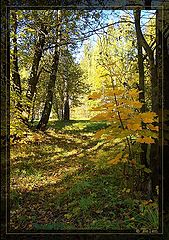 фото "Золотая осень. Тропинка."