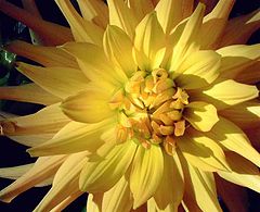 фото "Dahlia "Ludwig Helfert""