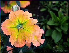 photo "Simply flowers..."