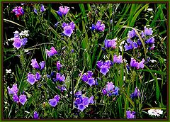 photo ""Fleur bleue""