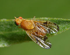 photo "Little fly"