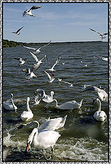 photo "Water birds -3"