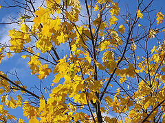 photo "Golden autumn"