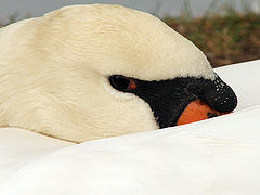 photo "Swan 2"