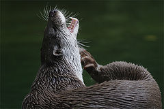 photo "OTTER (Lutra lutra) #1"