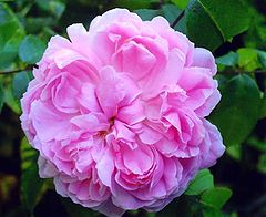 фото ""Maidens Blush""