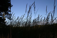 photo "."