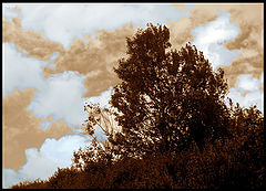 фото "Intoxication"
