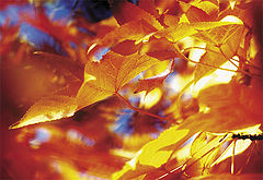 фото "Color of Fall"