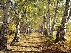 photo "Wide walk"