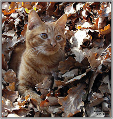 photo "Autumn mood"