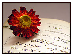 photo "4 august"