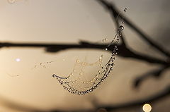photo "-"