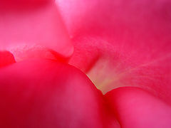 фото "Pink Passion"