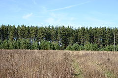 photo "Blue, green, grey"