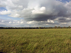 photo "meadow"