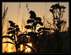 фото "Herbs"