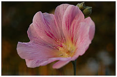 фото "flower"
