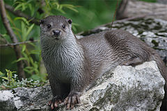 photo "OTTER (Lutra lutra) #3"
