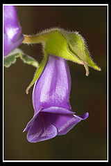 photo "Untitled photo"