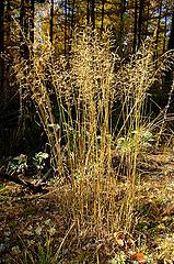 photo "Wood decor"