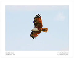 photo "Power of Wings - 01"