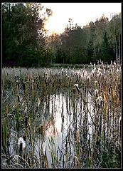 photo "Wood, bog, canes..."