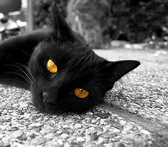 фото "Goldeneye"
