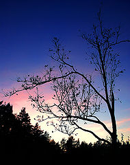photo "On glade of dark wood"