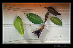 фото "Autumn is coming..."