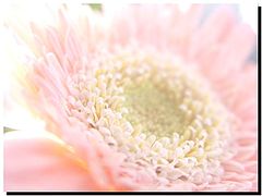 фото "Flower At The Window"