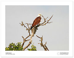 photo "Power of Wings - 02"