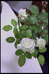 photo "just roses"