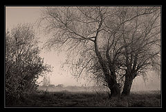 photo "Nerves"