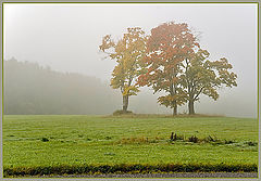 photo "Fog and autumn"