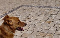 фото "My friend "Cocas""