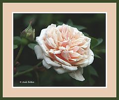 photo "Romantic rose"
