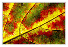 photo "***"