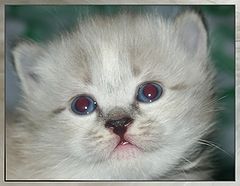 photo "Kitten..."